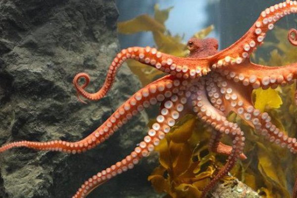 Kraken 14 at